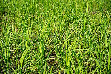 《怪物猎人 崛起》发布新活动任务 “吾乃名侦探喵”