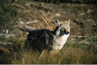 《怪物猎人 崛起 曙光》两则新任务发布 现已配信